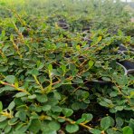 Skalník drobnolistý (Cotoneaster procumbens) ´QUEEN OF CARPET´ - výška 10-15 cm ⌀ 10-20 cm, kont. C2L